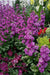 Mime Stock Matthiola incana  Seeds (SAKATA) - Farmers Stop