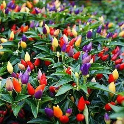 Ornamental Chilli Pointed Mix (Garden Festival, Coutry of Origin - Netherlands) - Farmers Stop