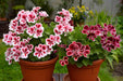 Geranium F1 Zonal Mix Imp. Pelargonium Mix (Garden Festival) - Farmers Stop