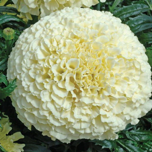 F1 Hybrid Vanilla African Marigold (Asmar, United Kingdom) - Farmers Stop