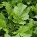 Sarso Saag (Mustard, Broad leaves) Seeds - Farmers Stop