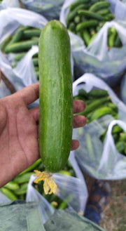 PEPINO F1 HYBRID CUCUMBER Multi-Fruting (KONICO SEEDS) - Farmers Stop