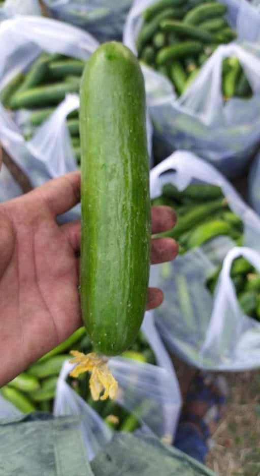 PEPINO F1 HYBRID CUCUMBER Multi-Fruting  (KONICO SEEDS) - Farmers Stop