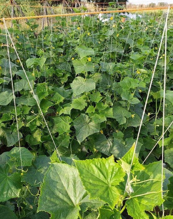 PEPINO F1 HYBRID CUCUMBER Multi-Fruting  (KONICO SEEDS) - Farmers Stop