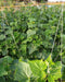 PEPINO F1 HYBRID CUCUMBER Multi-Fruting  (KONICO SEEDS) - Farmers Stop