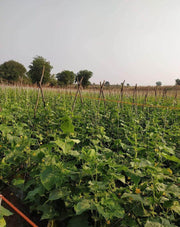 PEPINO F1 HYBRID CUCUMBER Multi-Fruting (KONICO SEEDS) - Farmers Stop