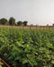 PEPINO F1 HYBRID CUCUMBER Multi-Fruting  (KONICO SEEDS) - Farmers Stop
