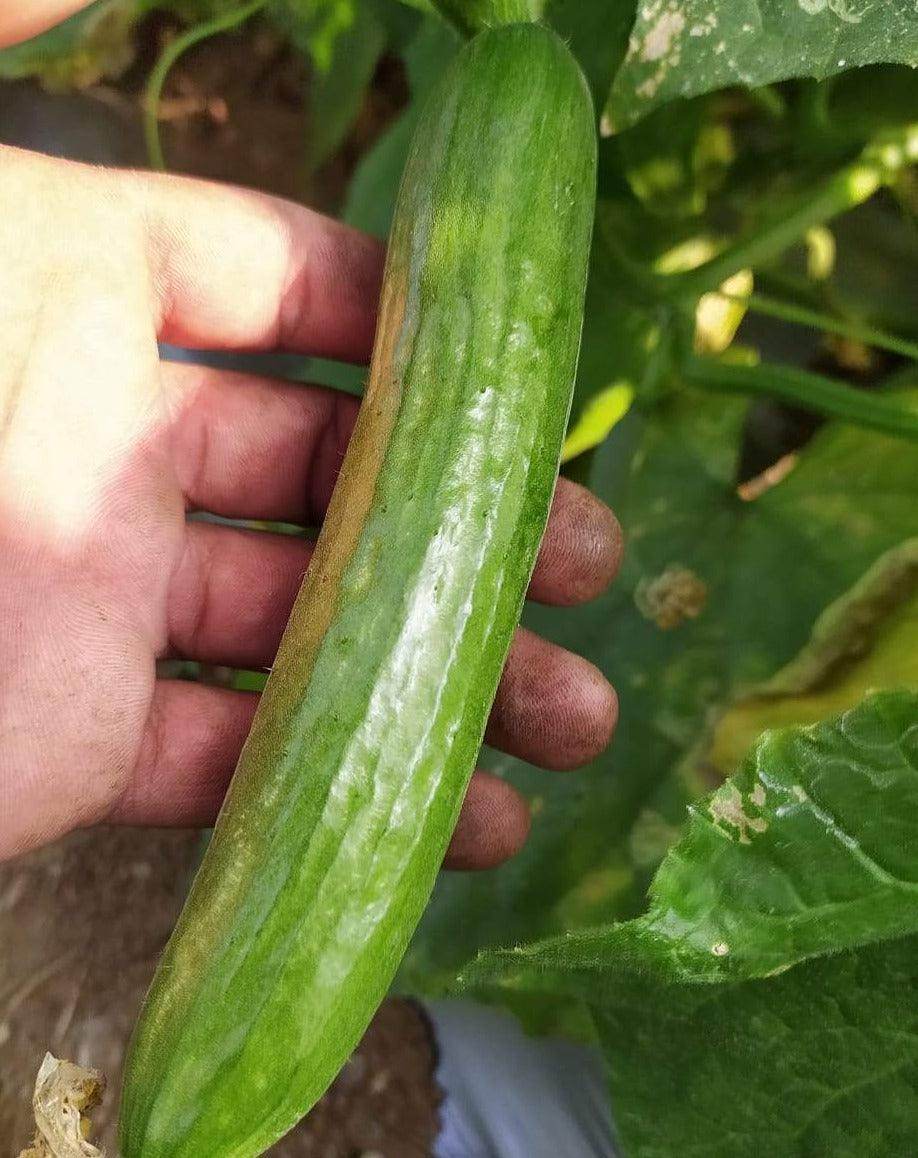 PEPINO F1 HYBRID CUCUMBER Multi-Fruting (KONICO SEEDS) - Farmers Stop