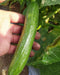 PEPINO F1 HYBRID CUCUMBER Multi-Fruting  (KONICO SEEDS) - Farmers Stop
