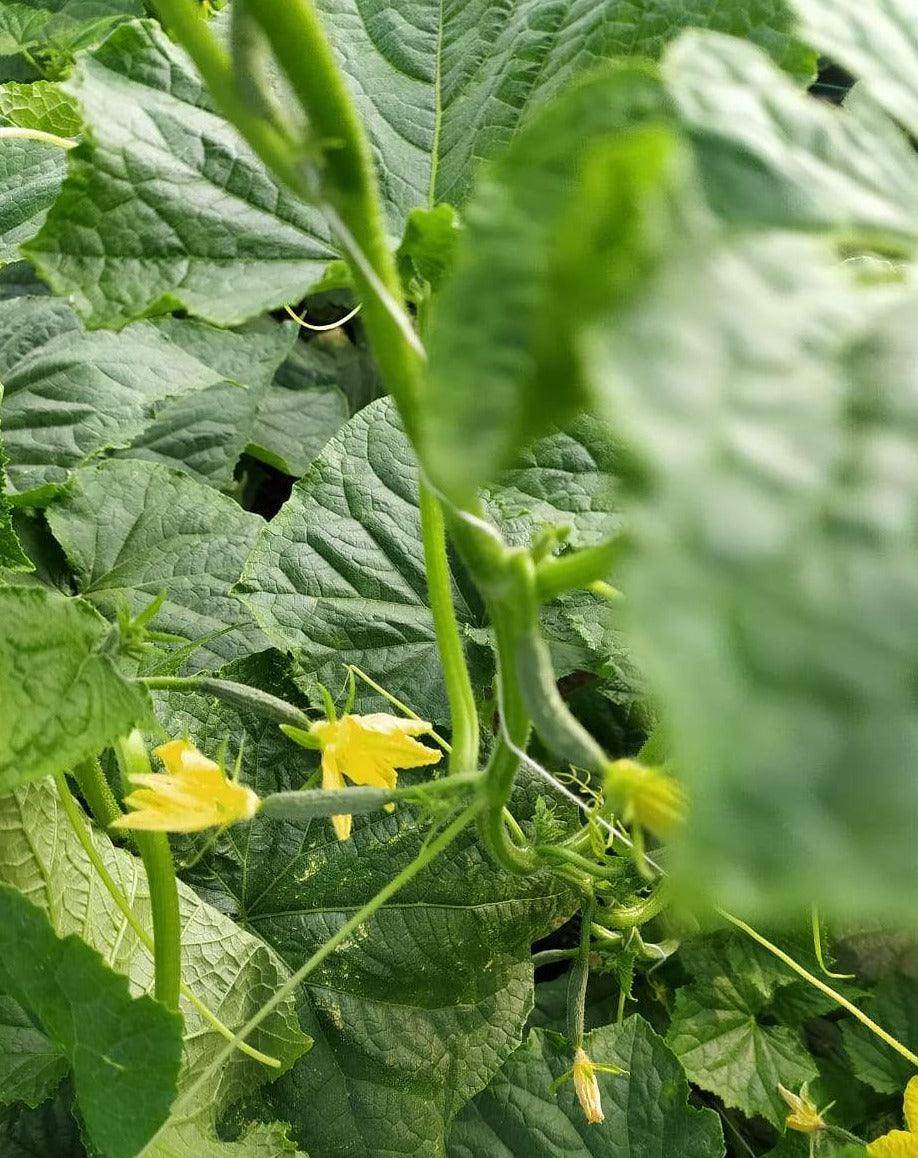 PEPINO F1 HYBRID CUCUMBER Multi-Fruting (KONICO SEEDS) - Farmers Stop