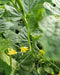 PEPINO F1 HYBRID CUCUMBER Multi-Fruting  (KONICO SEEDS) - Farmers Stop