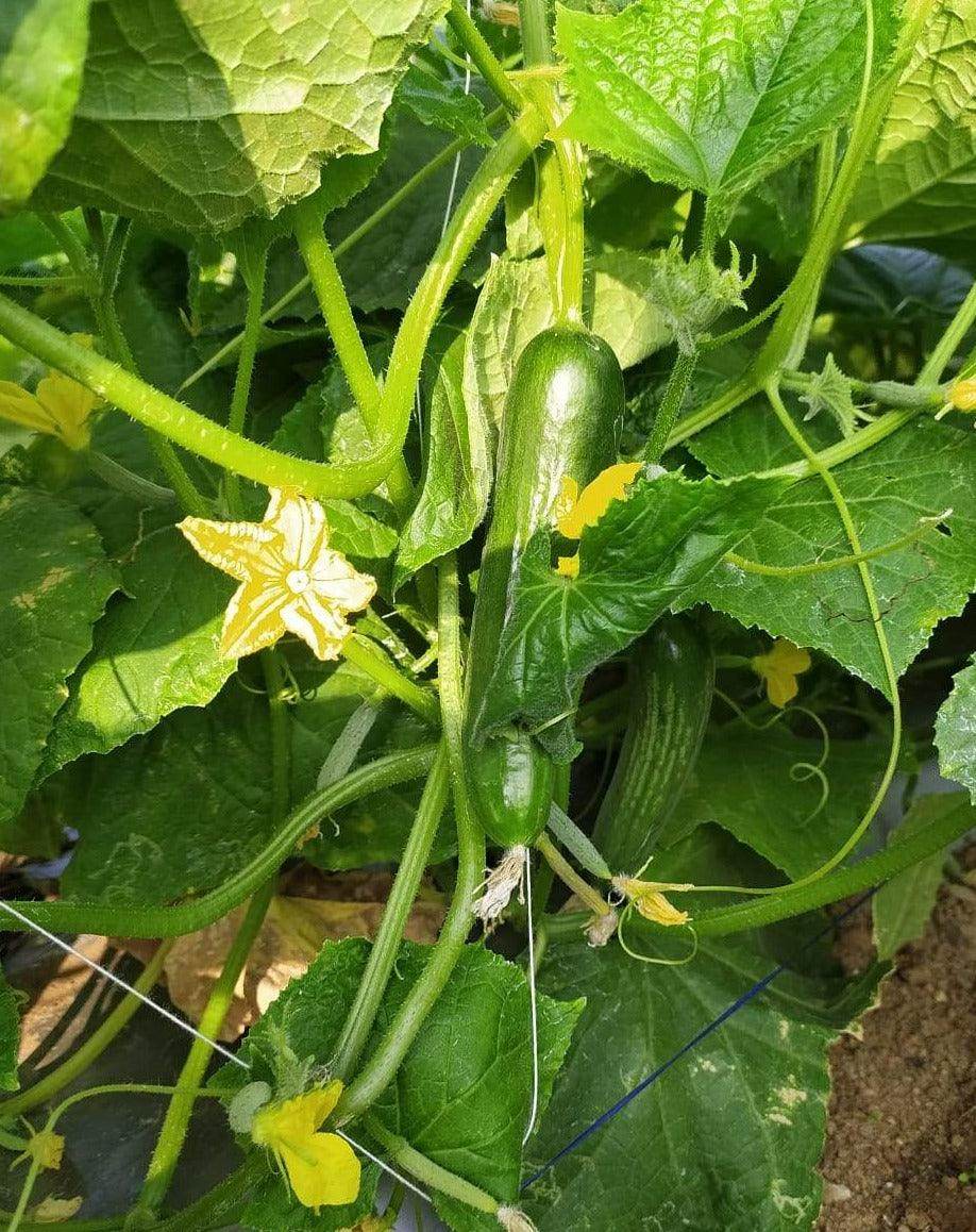 PEPINO F1 HYBRID CUCUMBER Multi-Fruting (KONICO SEEDS) - Farmers Stop