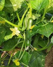 PEPINO F1 HYBRID CUCUMBER Multi-Fruting (KONICO SEEDS) - Farmers Stop