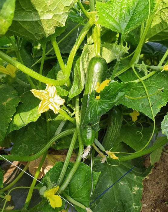 PEPINO F1 HYBRID CUCUMBER Multi-Fruting  (KONICO SEEDS) - Farmers Stop