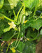 PEPINO F1 HYBRID CUCUMBER Multi-Fruting  (KONICO SEEDS) - Farmers Stop