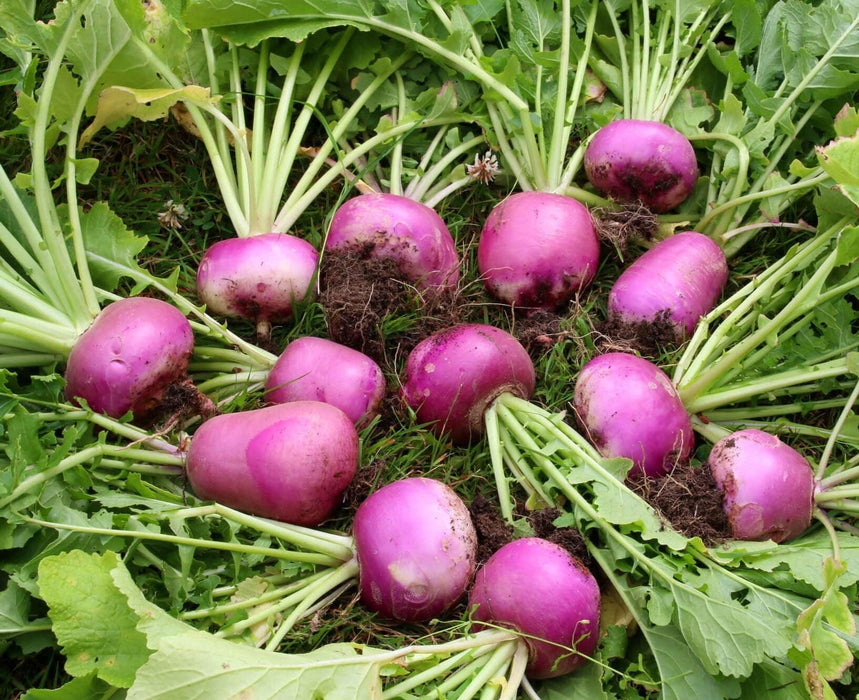 Desi Red Turnip Good Quality Seeds  (Garden Festival) - Farmers Stop