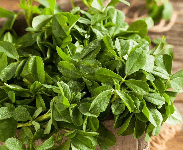 Kasturi Methi (Fenugreek) Desi Quality Seeds - Farmers Stop
