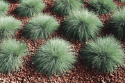 Festuca Buddy Blue (Benary Seeds) - Farmers Stop