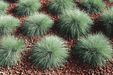 Festuca Buddy Blue (Benary Seeds) - Farmers Stop