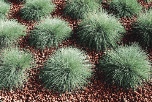 Festuca Buddy Blue (Benary Seeds) - Farmers Stop