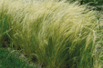 Pony Tails Nassella tenuissima (Benary Seeds) - Farmers Stop