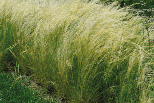 Pony Tails Nassella tenuissima (Benary Seeds) - Farmers Stop