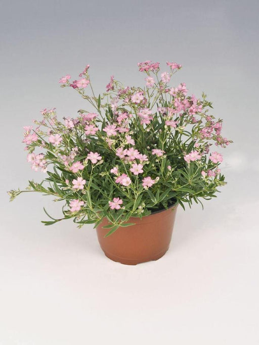 Gypsophila Filou Rose Seeds (Benary Seeds) - Farmers Stop