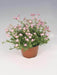 Gypsophila Filou Rose Seeds (Benary Seeds) - Farmers Stop