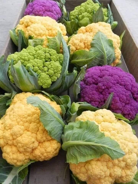 Valentena F1 Hybrid Purple Cauliflower (Syngenta) - Farmers Stop