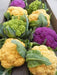 Valentena F1 Hybrid Purple Cauliflower (Syngenta) - Farmers Stop