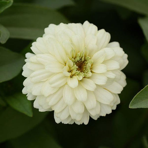 Double Zahara™ Double White Zinnia (PanAmerican) - Farmers Stop