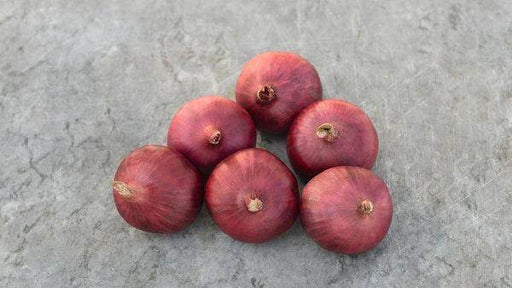 Red Nice Onion (Bejo) - Farmers Stop
