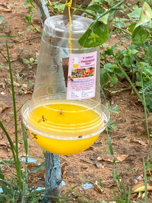 Fruitage Fly Lure- For Fruit Fly (Zoospore Biological's) - Farmers Stop