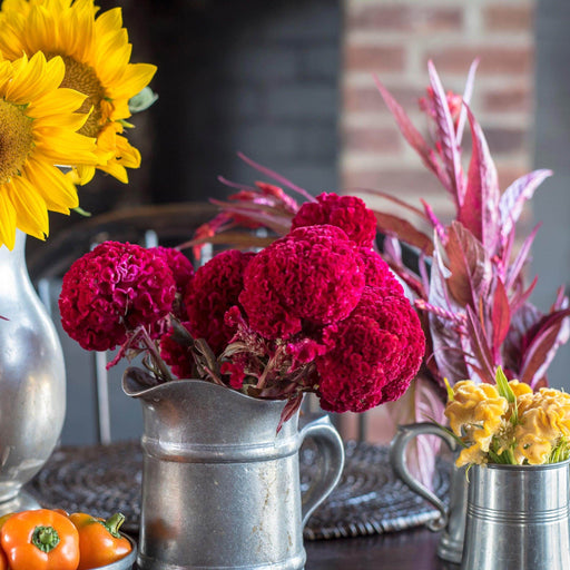 Chief Celosia Cockscomb (Argentea cristata) (Sakata) - Farmers Stop