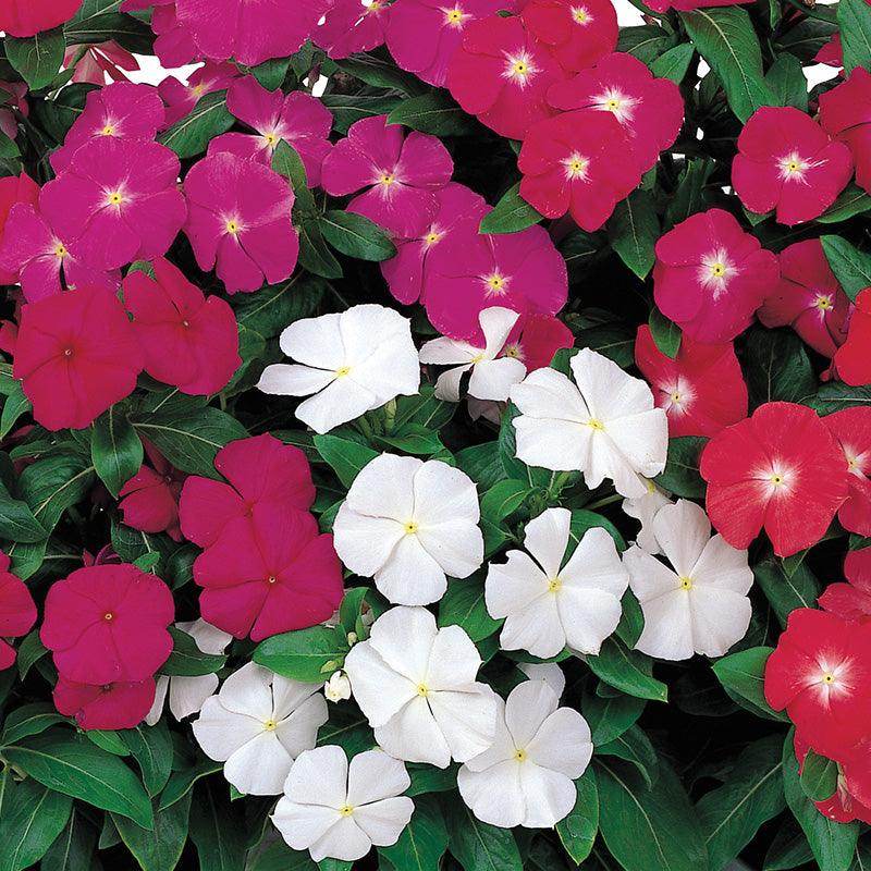 Victory Vinca (Catharanthus roseus) (Sakata) - Farmers Stop
