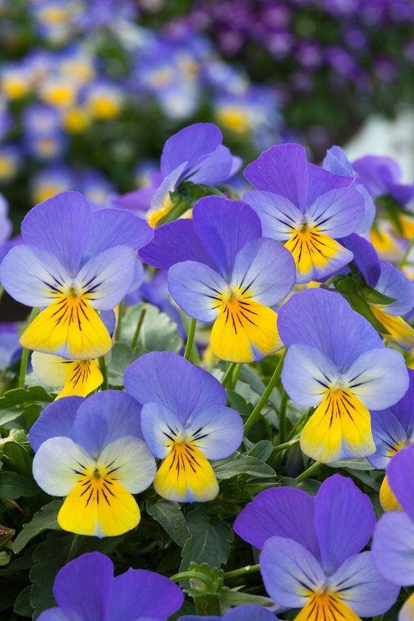 Rebelina Viola F1 Viola cornuta pendula (Sakata) - Farmers Stop