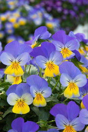 Rebelina Viola F1 Viola cornuta pendula (Sakata) - Farmers Stop