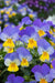 Rebelina Viola F1 Viola cornuta pendula (Sakata) - Farmers Stop