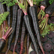 Black (Purple) Desi Long Carrot Seeds (Garden Festival) - Farmers Stop