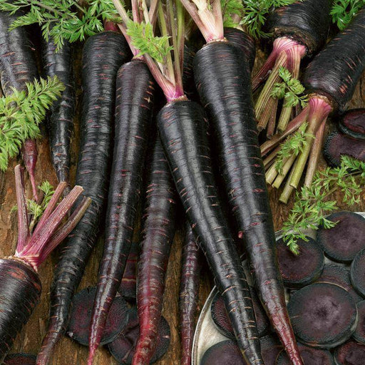 Black (Purple) Desi Long Carrot Seeds  (Garden Festival) - Farmers Stop