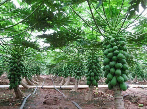 Papaya Dwarf Quality Hybrid F1 Seeds - Farmers Stop