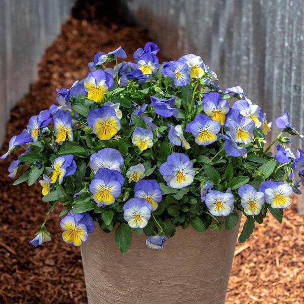 Pansy F1 Ultima Morpho (Sakata) - Farmers Stop