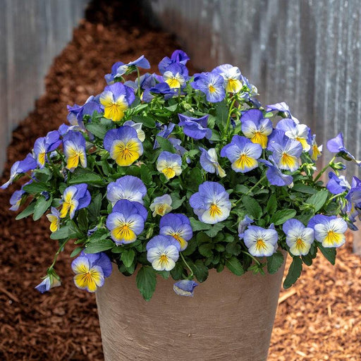Pansy F1 Ultima Morpho (Sakata) - Farmers Stop