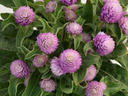 Gomphrena Extra Dwarf Gnome (Sakata) - Farmers Stop