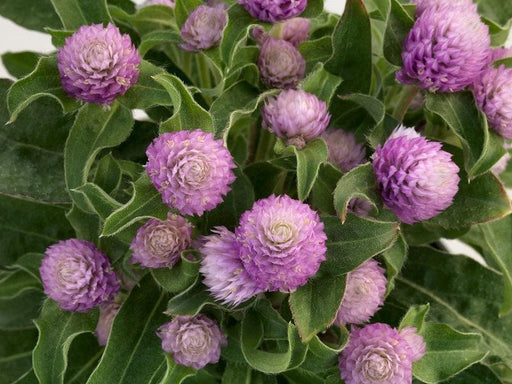 Gomphrena Extra Dwarf Gnome (Sakata) - Farmers Stop