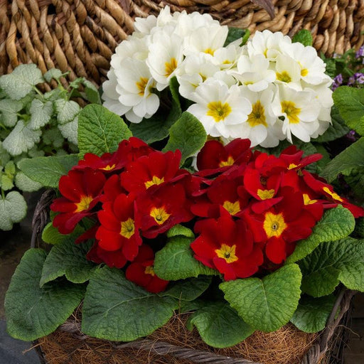 Danessa F1 Primula acaulis  (Sakata) - Farmers Stop