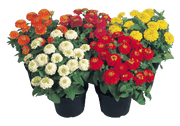 Zinnita Mix Double Zinnia elegans (Benary) - Farmers Stop