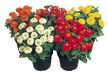 Zinnita Mix Double Zinnia elegans (Benary) - Farmers Stop