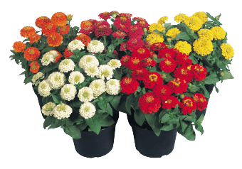 Zinnita Mix Double Zinnia elegans (Benary) - Farmers Stop