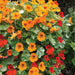 ‘Jewel of Africa’ Nasturtium - Farmers Stop